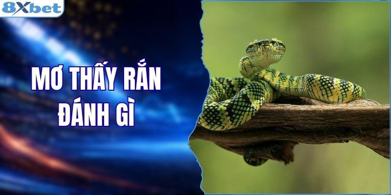 Mơ Thấy Rắn Đánh Gì? Giải Mã Giấc Chiêm Bao Và Con Số